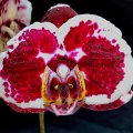 PL-7057 (Phal. Gan Lin Diamond x I-Hsin Black Jack AO 4006